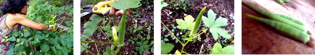 Images of okra harvested in tropical backyard