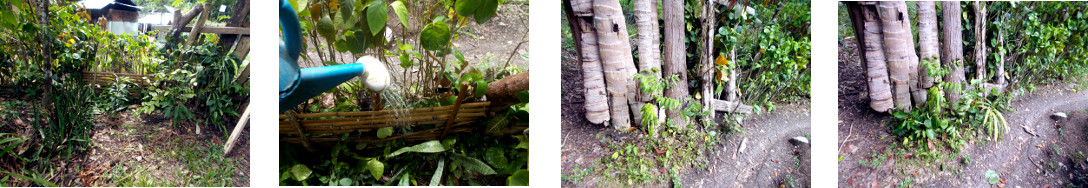 Images of cuttings planted along tropical backyard
        border