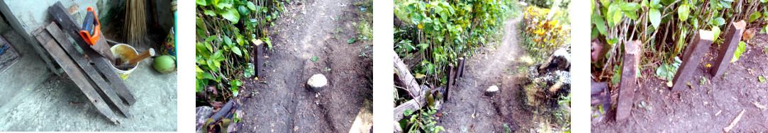 Images of wooden posts protecting
        tropical backyard border hedge against motorbikes