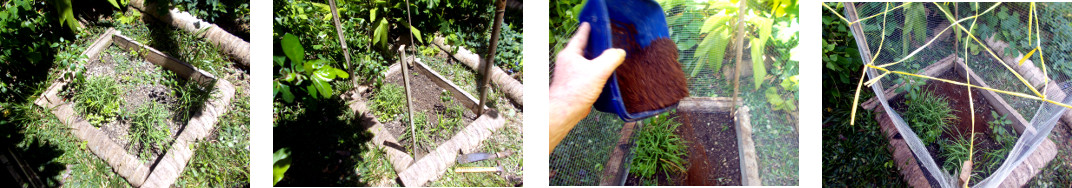 Images of small herb garden in
        tropical backyard -fenced and seeded