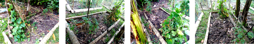 Images of tropical backyard garden
        patch ready for sowing and fencing