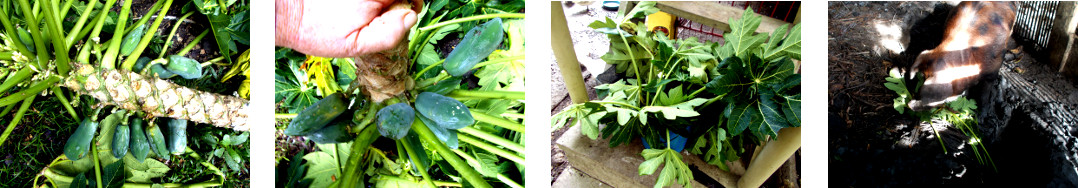 Images of fallen papaya tree being processed in tropical
        backyard