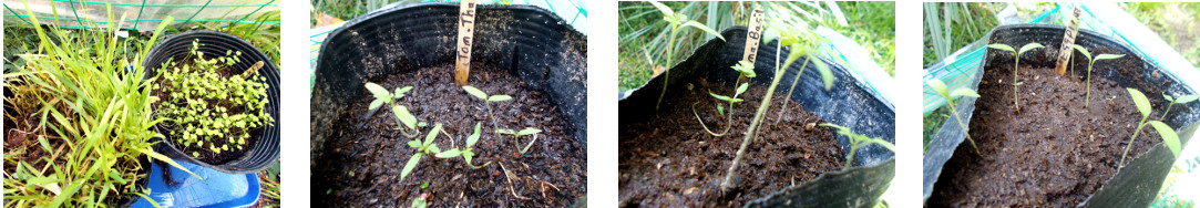 Images of young seedlings in tropical
        backyard nursery area