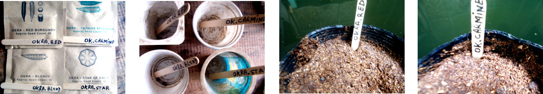 Images of four kinds of Okra seeds
        potted in tropical backyard