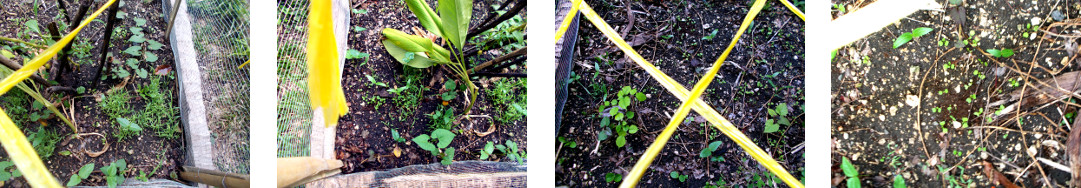 Images of plants growing in
            protected tropical bckyard garden patch