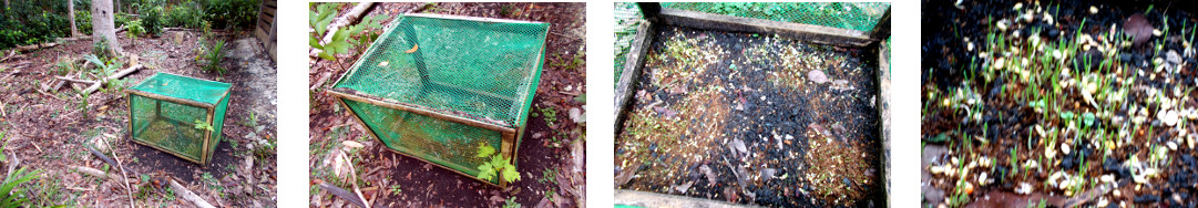 Images of birdseed growing in
        protected area of tropical backyard garden