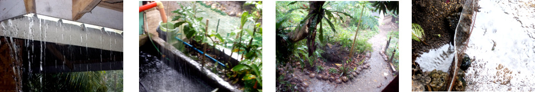 Images of rain in tropical backyard