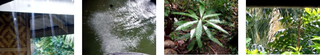 Images of rain in tropical backyard