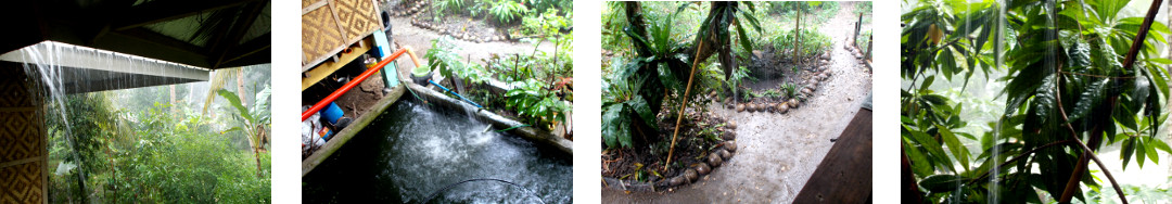 Images of rain in tropical backyard