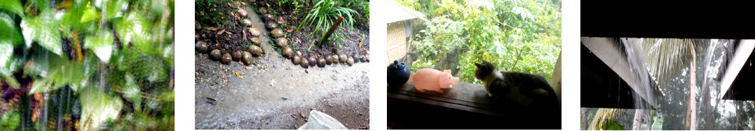 Images of rain in tropical backyard