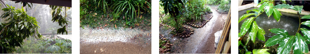 Images of rain in tropical backyard