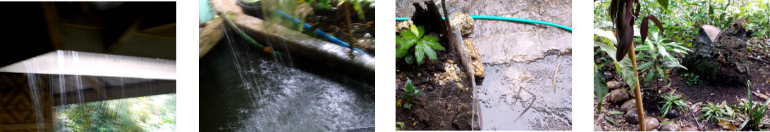 Images of rain in tropical backyard