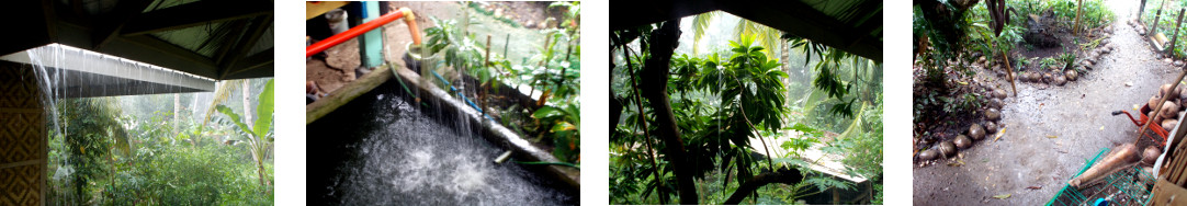 Images of rain in tropical backyard