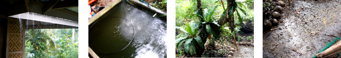 Images of rain in tropical backyard