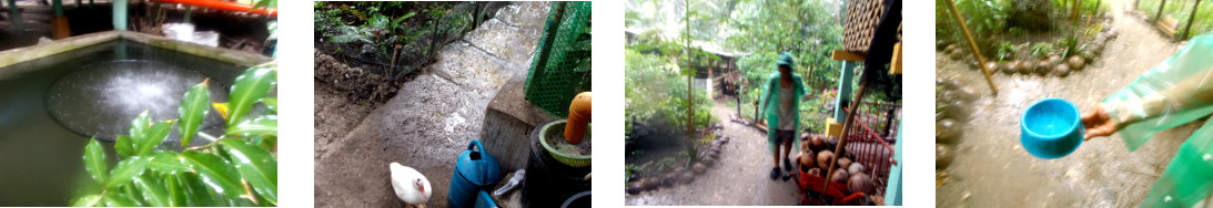 Images of rain in tropical backyard