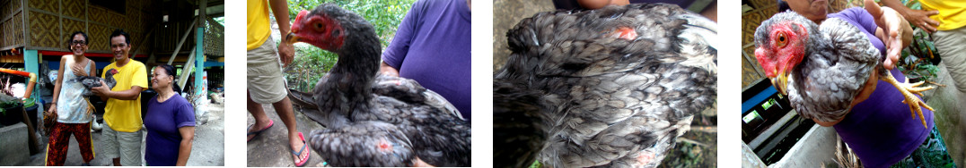 Images of a tropical backyard rooster