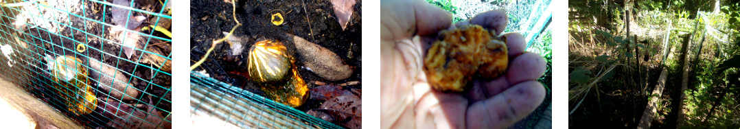 Images of Fallen Sqash full of seeds
        -which might self-sow