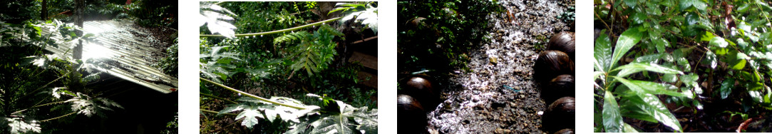 Images of sun after rain in tropical
        backyard