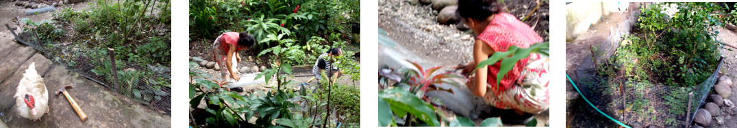 Images of the construction of a small
        fence around drainage garden in tropical backyard