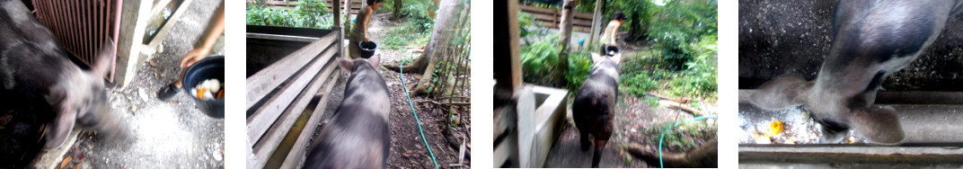 Images of tropical backyard sow being
        moved to another pen -ready for farrowing