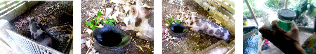 Images of sick tropical backyard sow