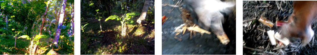 Images of ailing banana tree chopped
        down and fed to tropical backyard pigs