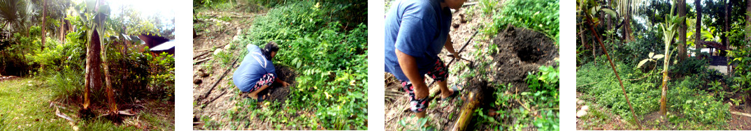 Images of banana tree being planted in
        tropical backyard