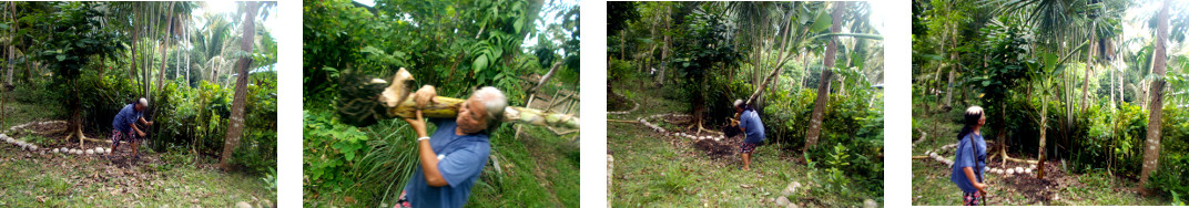 Images of banana tree being planted in tropical
        backyard