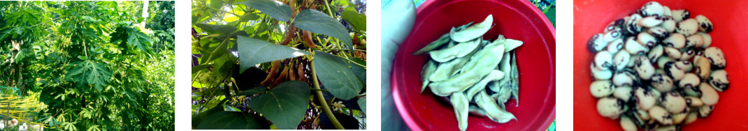 Images of a small harvest of beans
        from a tropical backyard garden