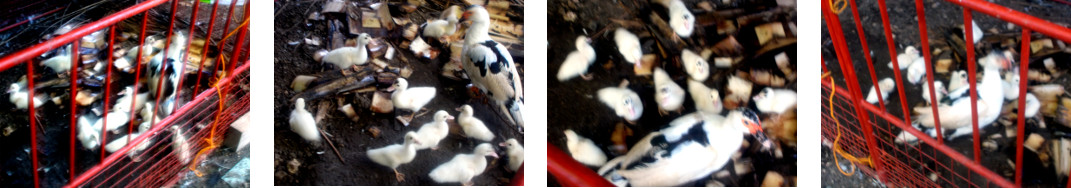 Images of tropical backyard ducklings