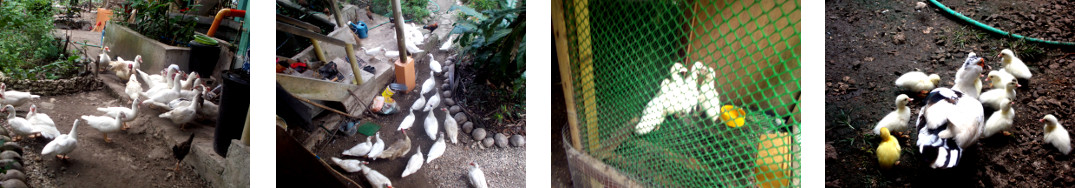 Images of ducks in tropical backyard