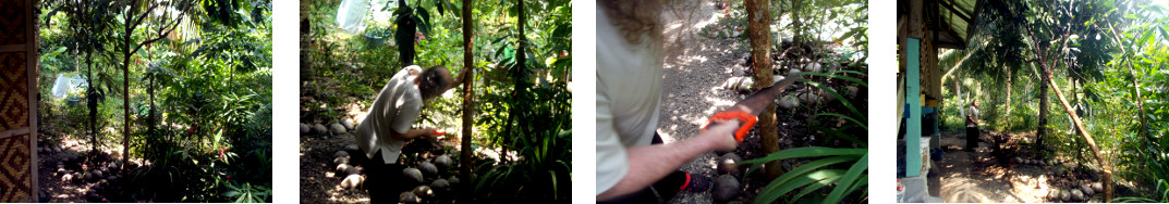 Images of small tree being felled in
        tropical backyard