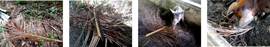 Images of fallen Coconut branch
        cleared up after heavy rain in the night