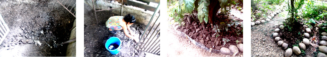 Images of cleaning up a tropical
              backyard pig pen ready for reuse