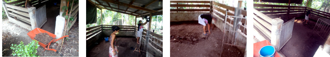 Images of tropical backyard pig pen being cleaned before
        reuse