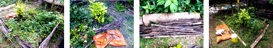 Images of starting to clear an
        overgrown tropical backyard garden patch