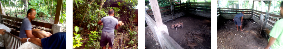 Images of tropical backyard piglets being moved to a
        different pen