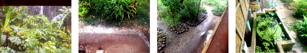 Images of rain in tropical backyard