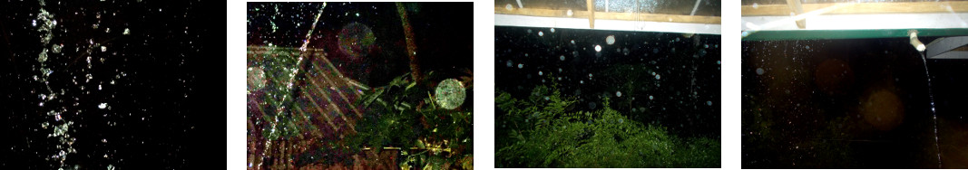 Images of night rain in tropical
        backyard