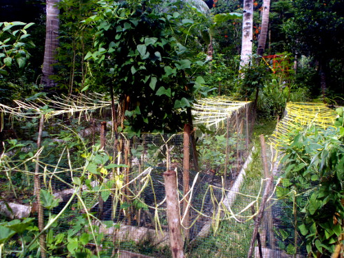 Images of fenced garden patches in tropical backyard