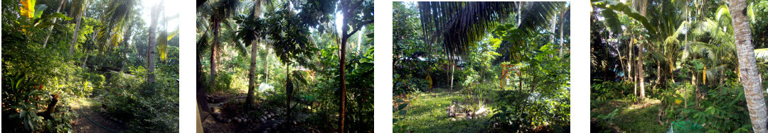 Images of a sunny late afternoon in a
        tropical backyard