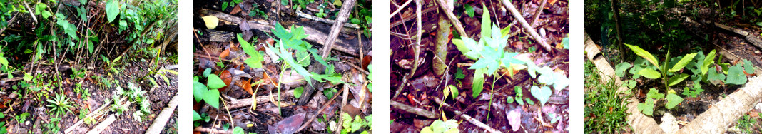 Images of papaya seedlings transplanted in tropical
        backyard