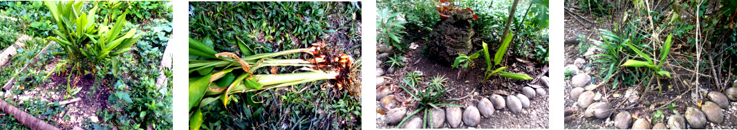 Images of turmeric transplanted in
        tropical backyard