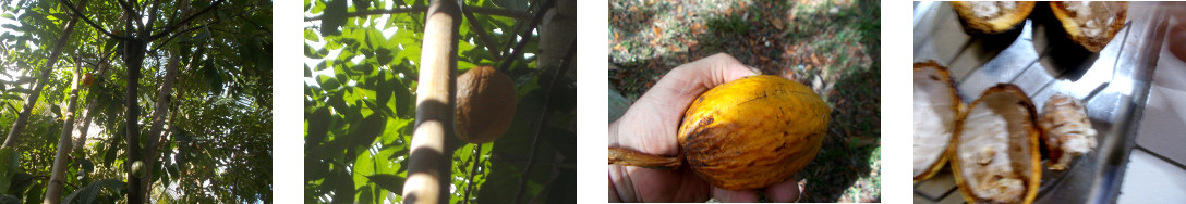 Images of small cacao harvest in
        tropical backyard