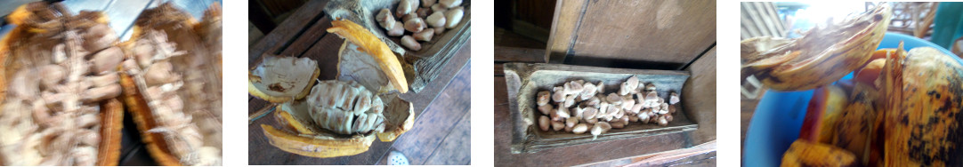 Images of cacao beans left to ferment on tropical
        windowsill