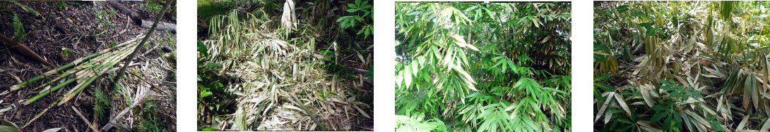 Images of trimming bamboo in tropical backyard