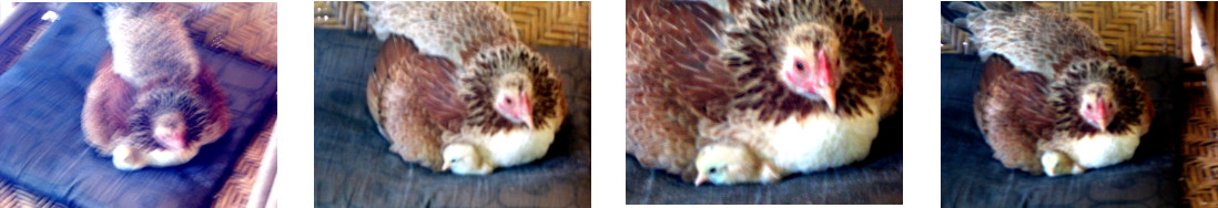 Images of chicken with chick hatched
        on tropical house balcony