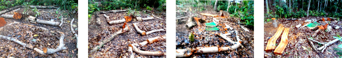 Images of more paths
            created through the debris from felled trees in tropical
            backyard