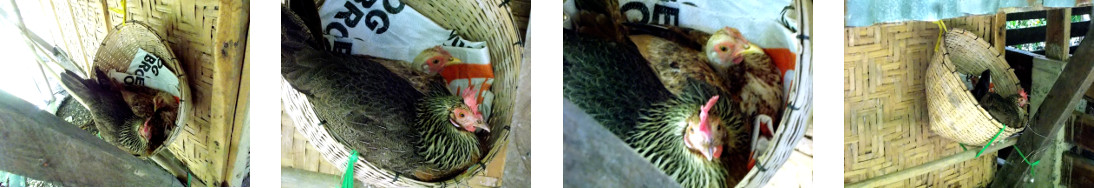 Images of two hens sharing a nest in a
        tropical backyard