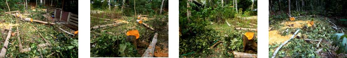 Images of tropical backyard garden being recovered
            from under debris after tree felling